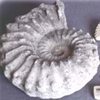 Fossils